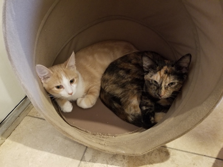 ABQ cat 1