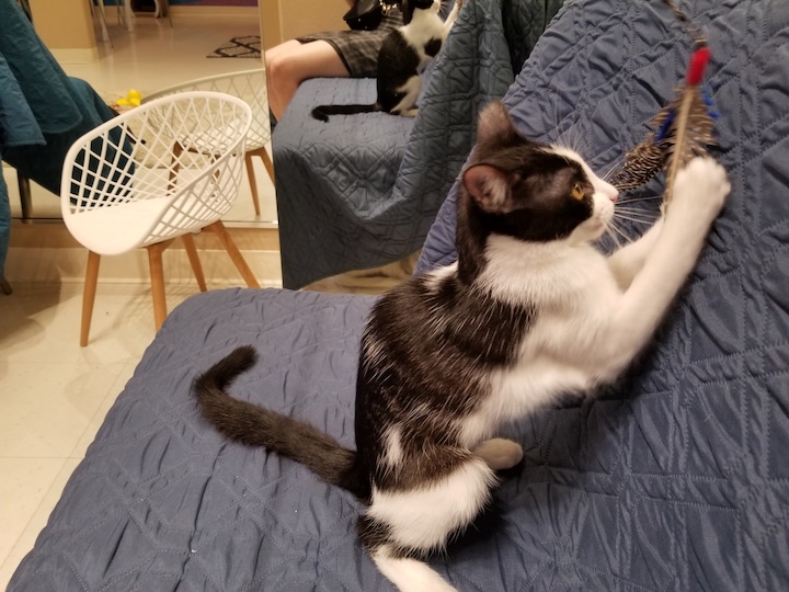 ABQ cat 3