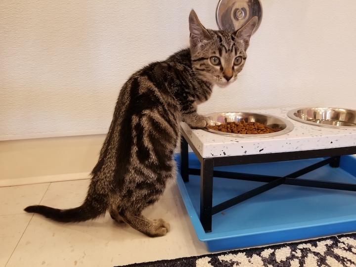 ABQ cat 4