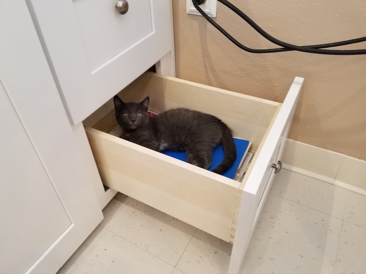 ABQ cat 8
