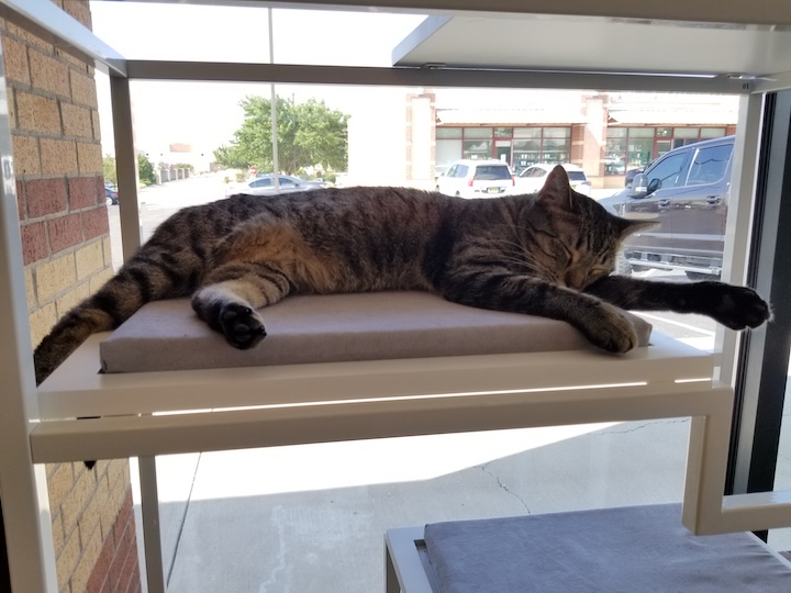 ABQ cat 9