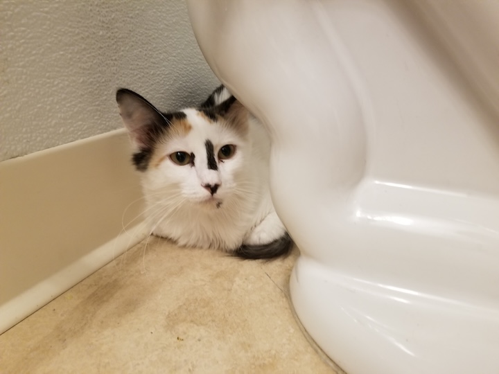 ABQ cat 2