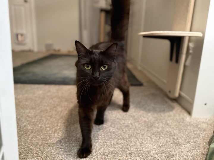 Black cat standing