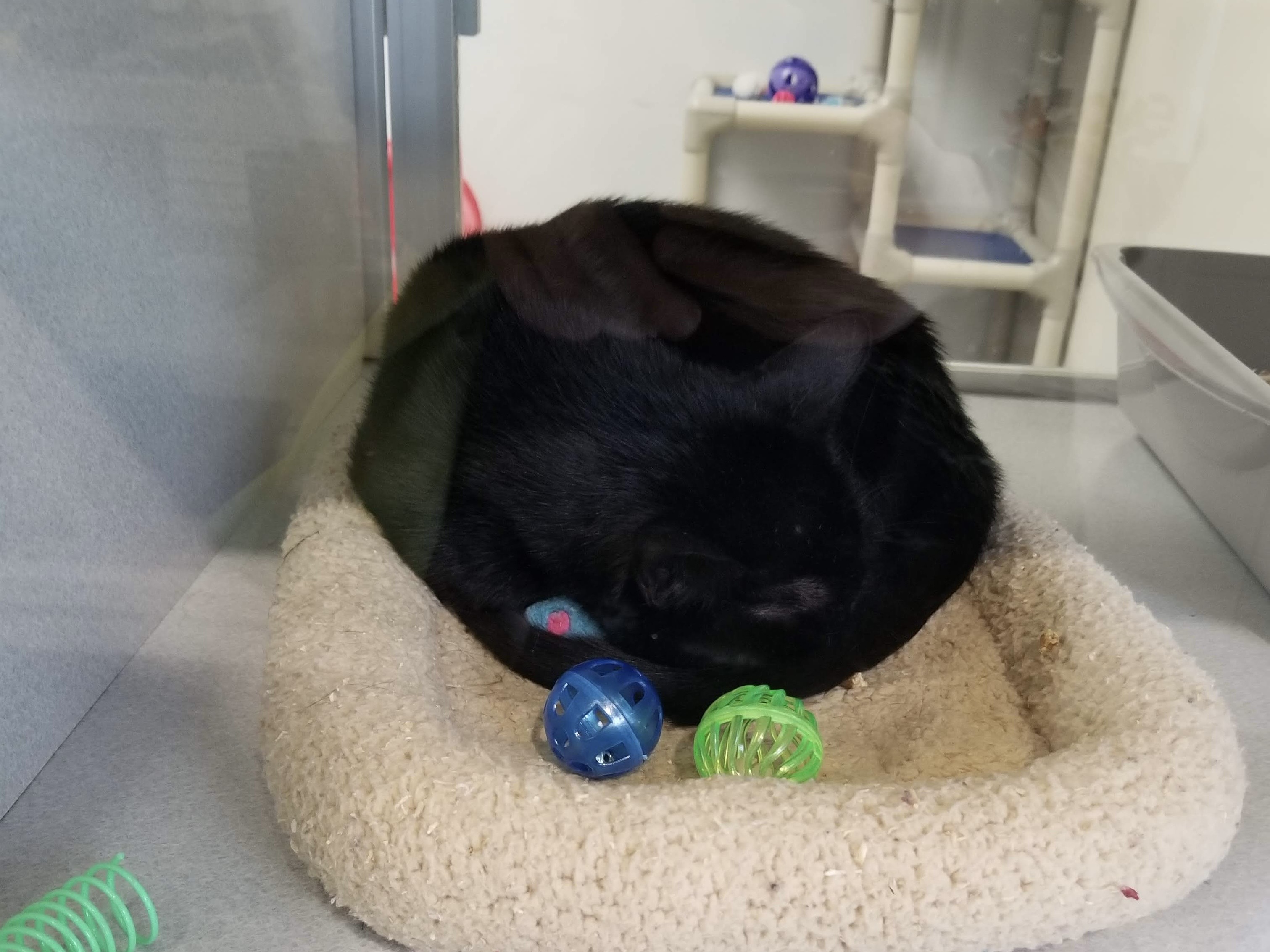 Black cat in cage
