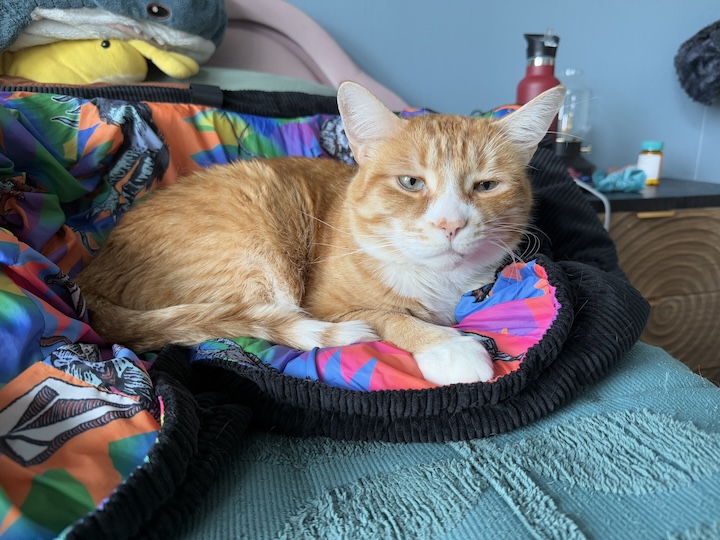 Cat on bed