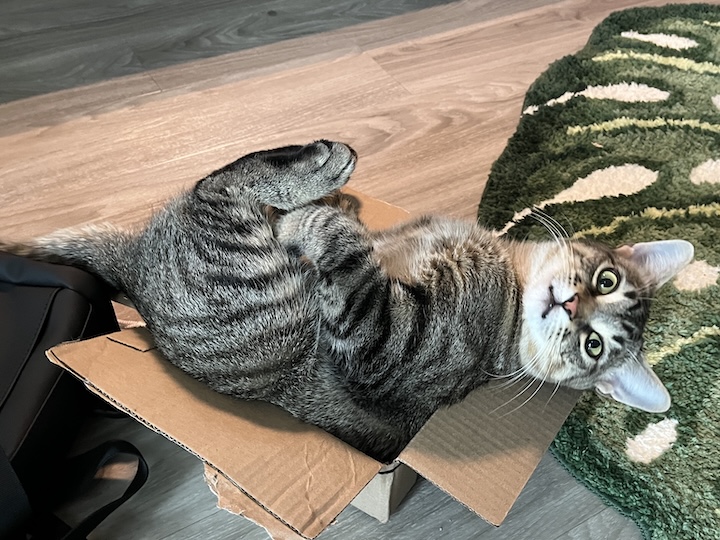 Cat in box