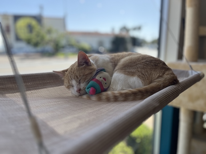 San Diego cat 2
