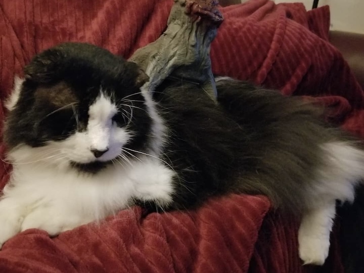Cat on blanket
